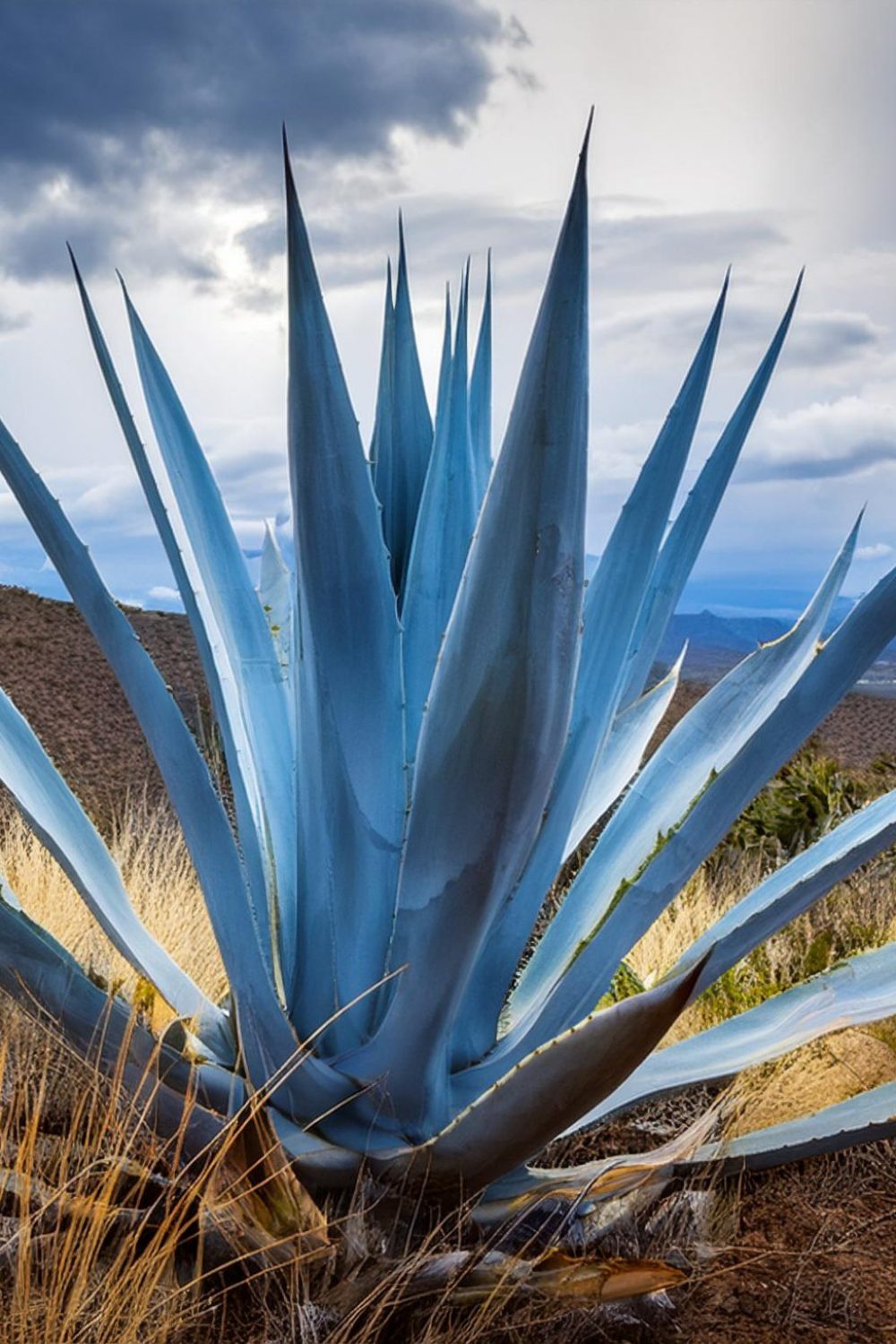 Copia de Firefly PLANTA DE AGAVE AZUL EN UN DIA NUBLADO 54041