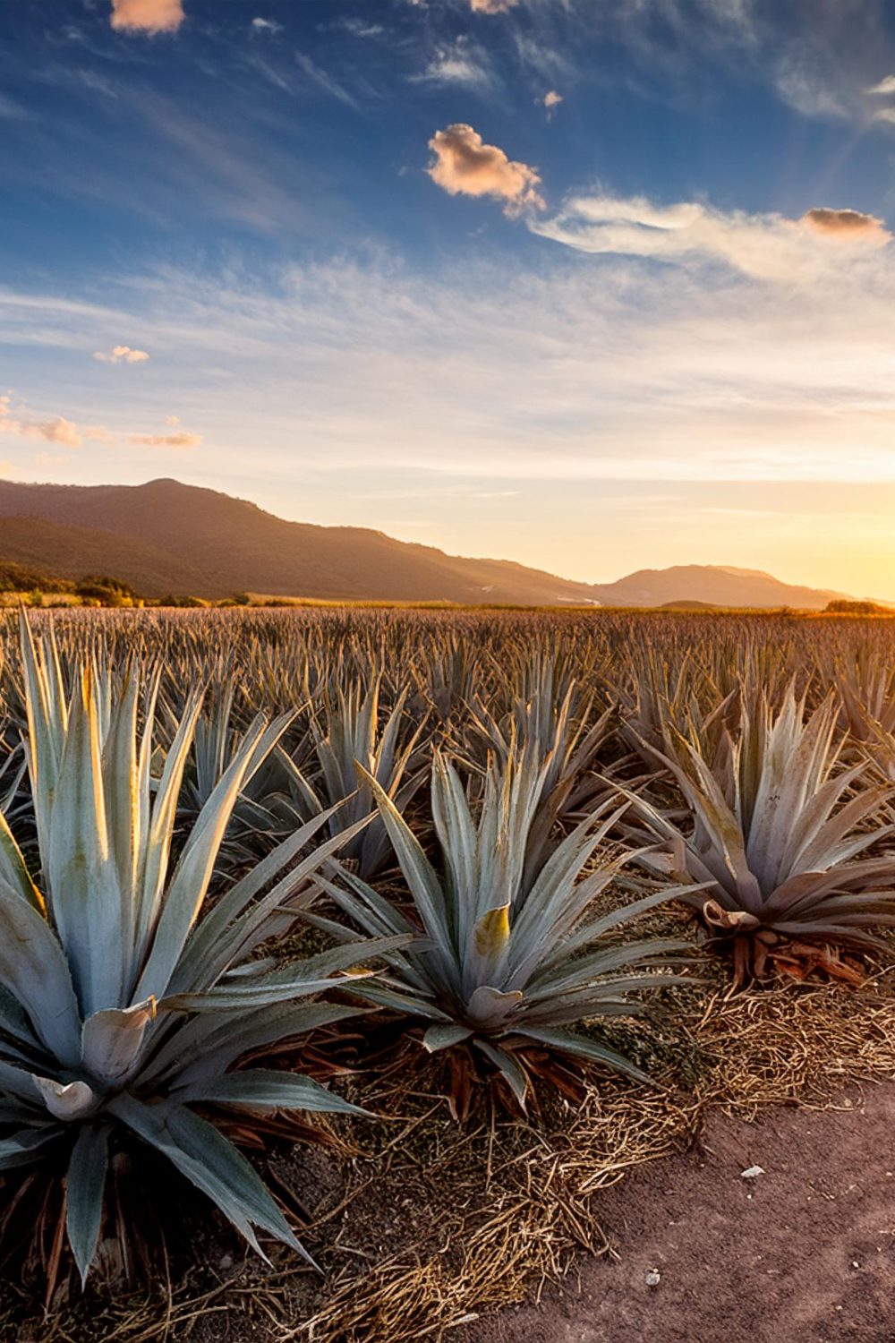Tequila buen amigo